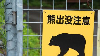 Японец как зверь пробрался в его дом, надрал медведю зад после того.