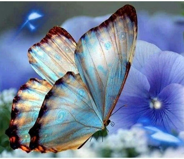 Из бабочки в гусеницу