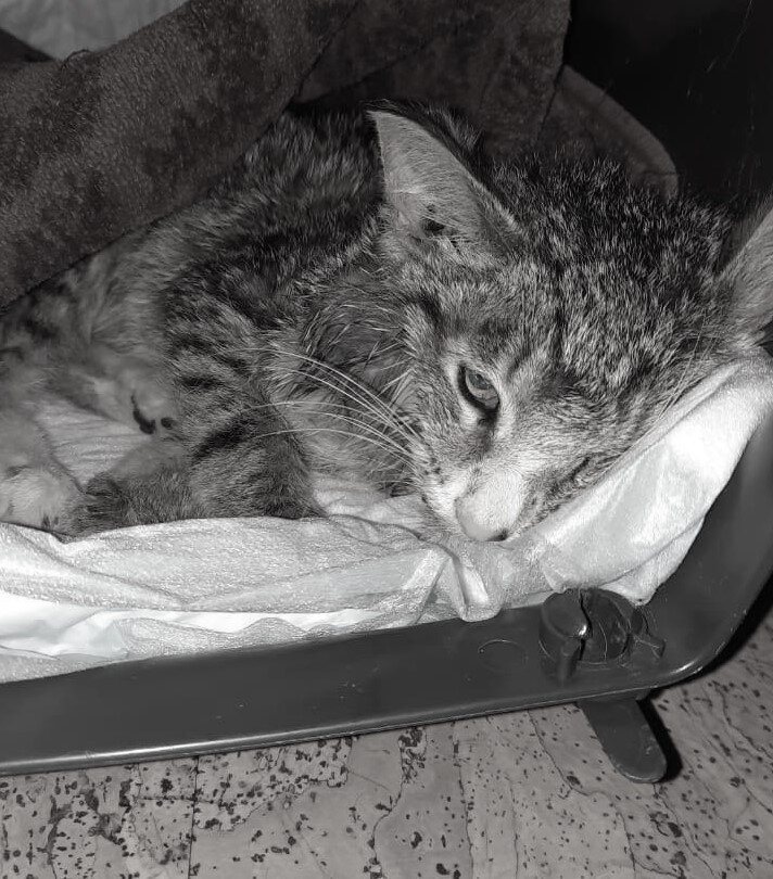 Спасая, не навреди | Дарящие Надежду | Дзен