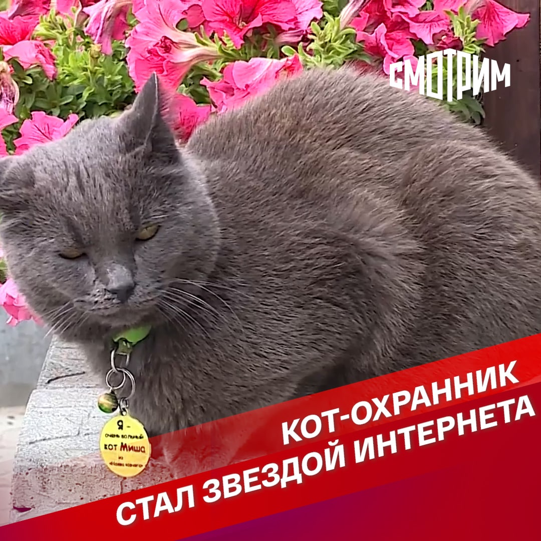 Кот-охранник стал звездой интернета | СМОТРИМ | Дзен