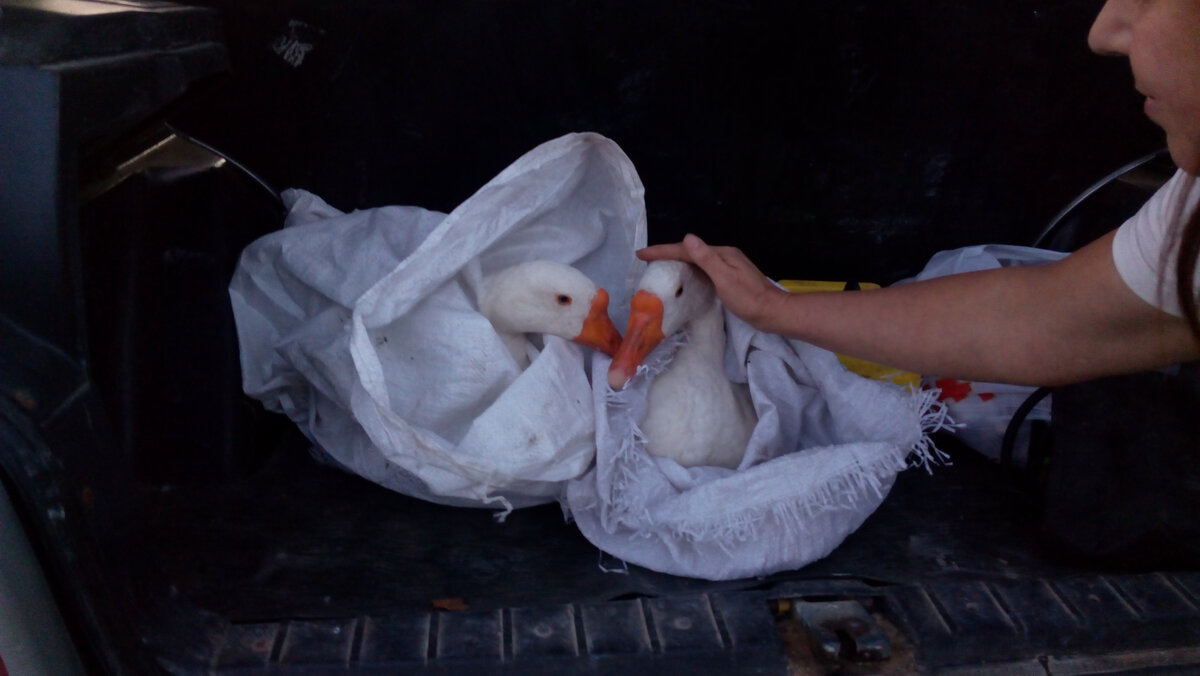 Мы привезли парочку гусей.