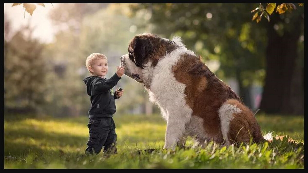 собака и мальчик