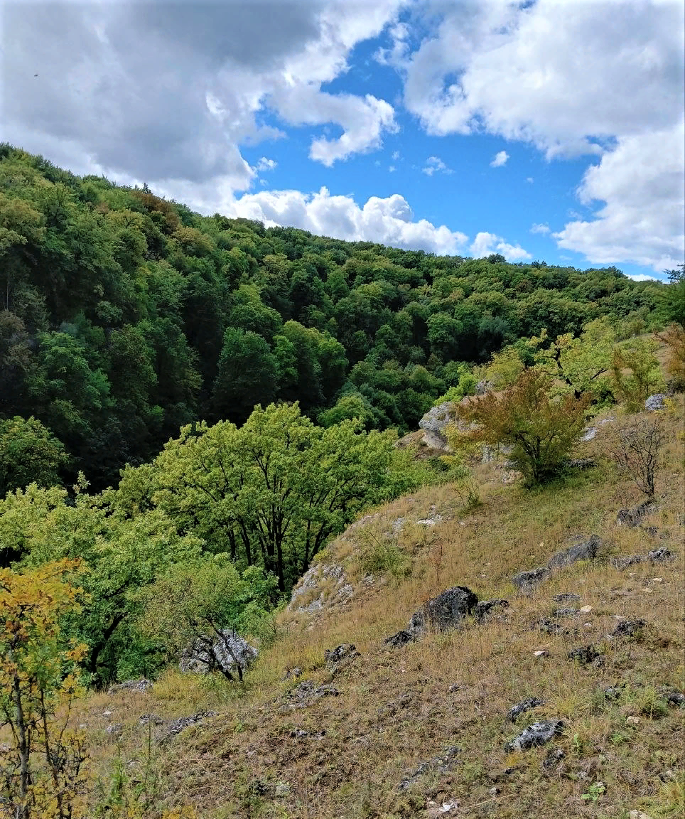 Фотография из личного архива автора. Вокруг лес