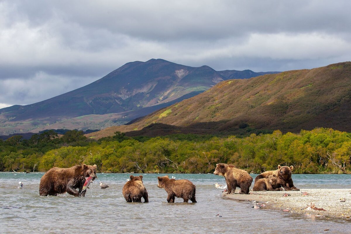 Южно-Камчатский федеральный заказник (фото взято из открытых источников)