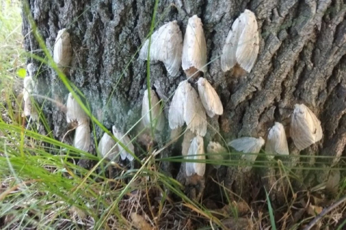    Чаще всего яйцекладки непарного шелкопряда находятся у корня дерева – места, которое зимой обычно находится под снегом.