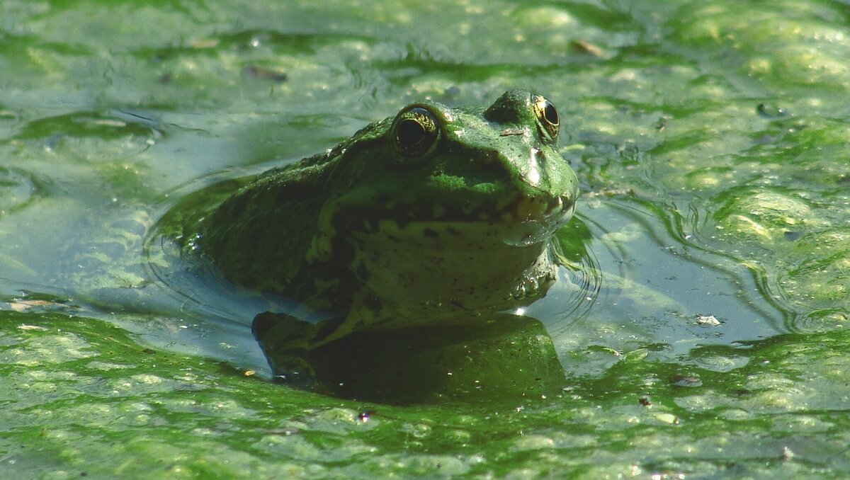     В Ростове-на-Дону Вечный огонь на Театральной площади находится в воде, которая стала зеленой, сообщили местные жители в соцсети «ВКонтакте» в группе «Это Ростов».