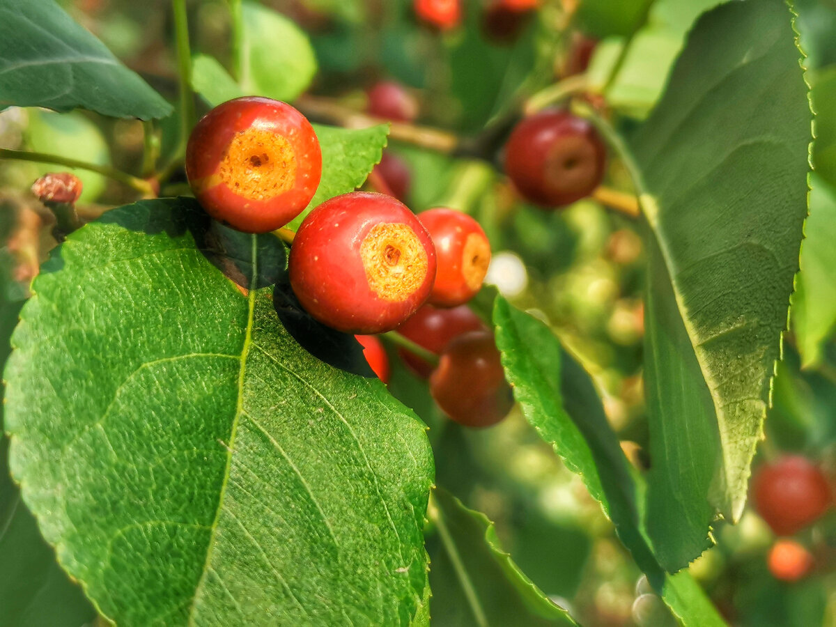 Ягодная яблоня. 