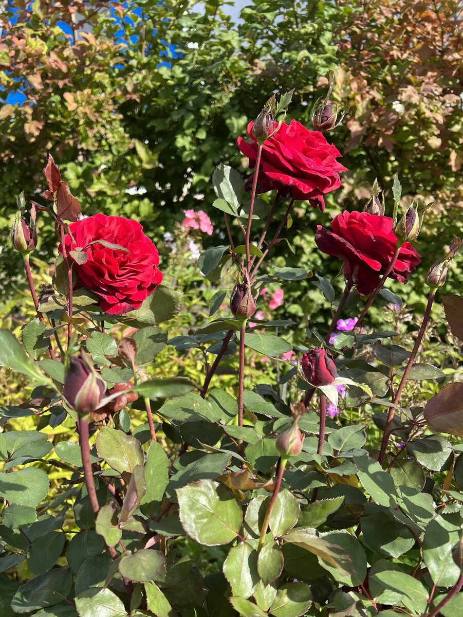 Крупные красные розы на фоне осеннего увядания.