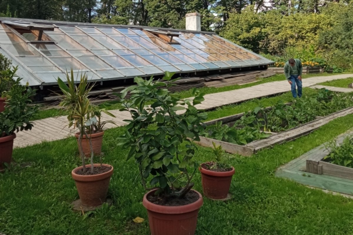    Время сбора урожая на территории мемориальной теплицы.