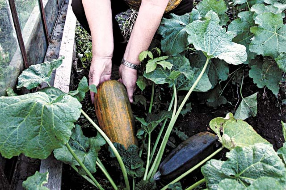   Акцию по сбору излишков урожая для питомцев запустили в Иркутском зоосаде