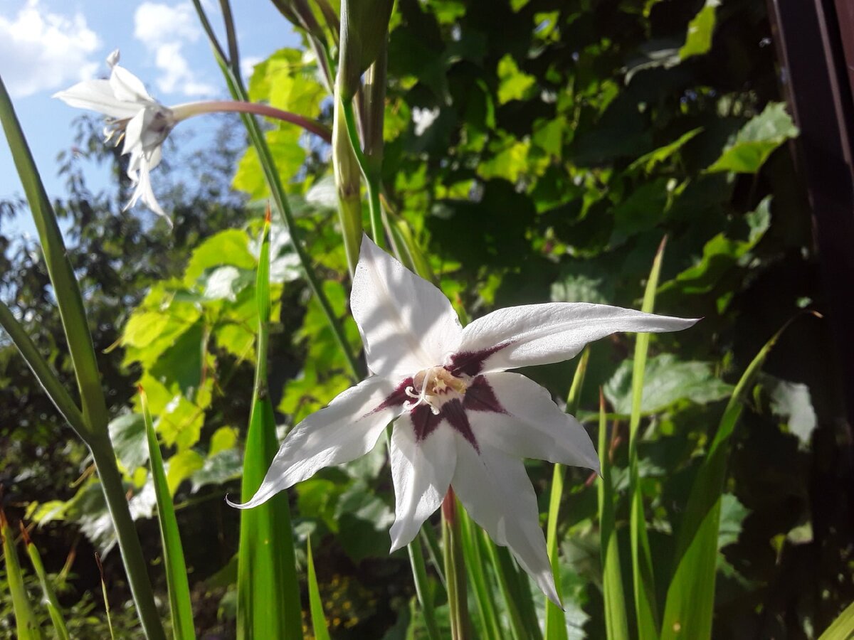 Acidanthera время цветения