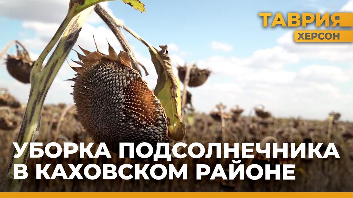  В Каховском округе началась уборка подсолнечника - Таврия ТВ - Херсон