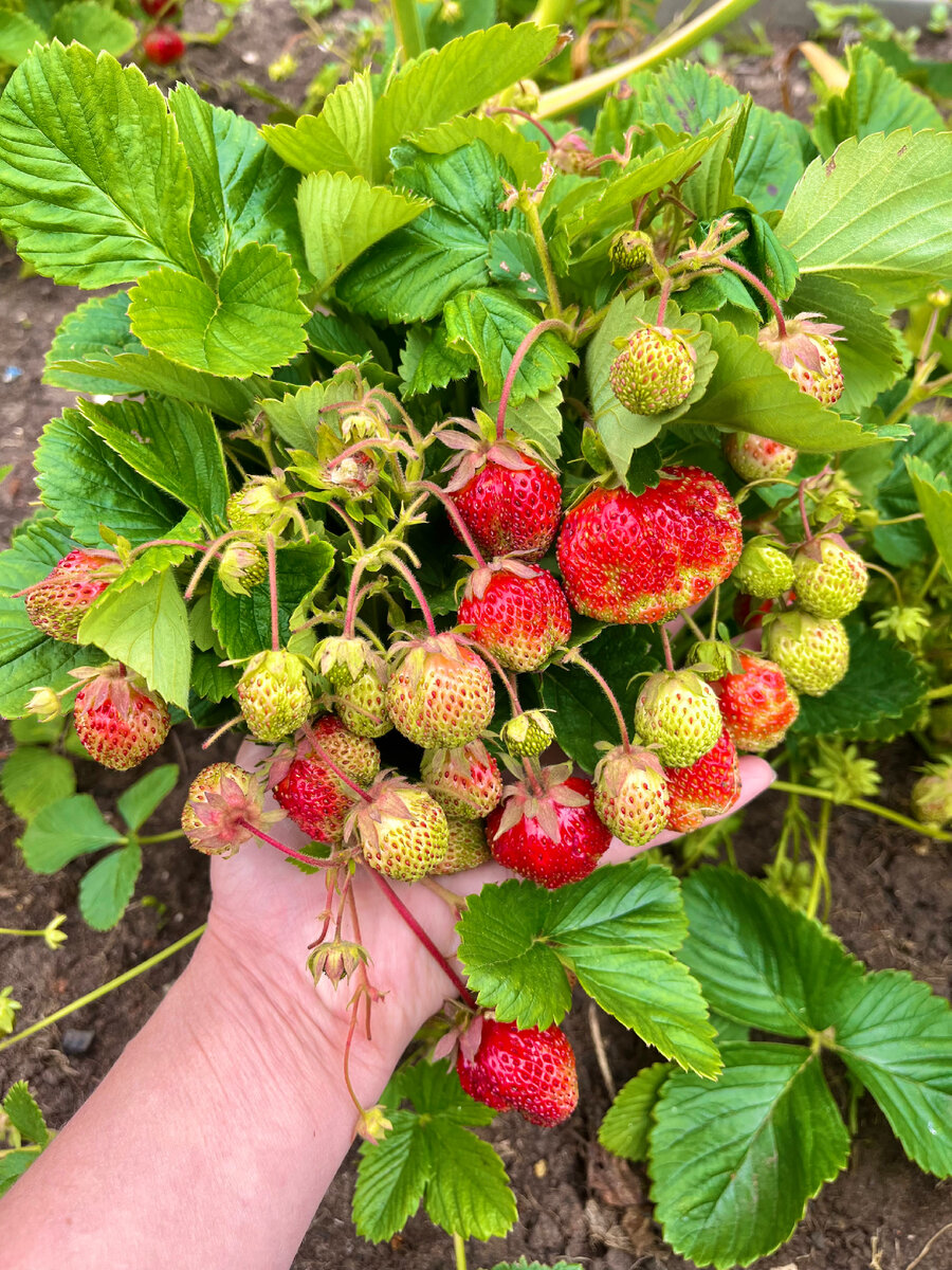 Клубника этого года.  В руку вместились не все ягоды.