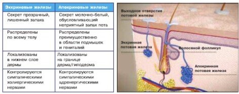 Рисунок 1. Эккриновые и апокриновые потовые железы: характеристика и локализация
