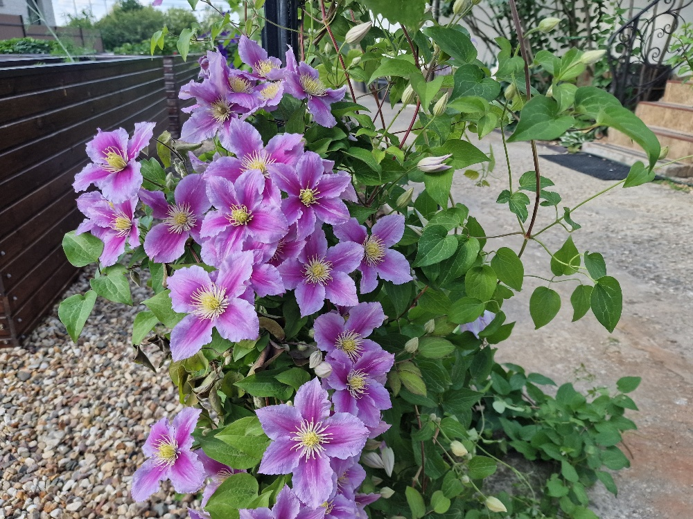 Фото Фиолетового сна