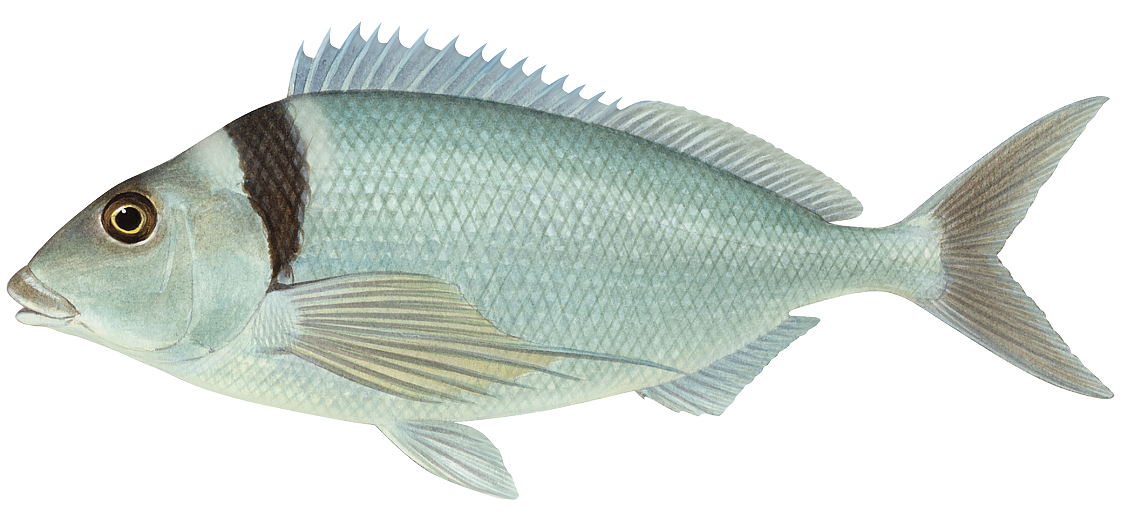 Nemadactylus macropterus
