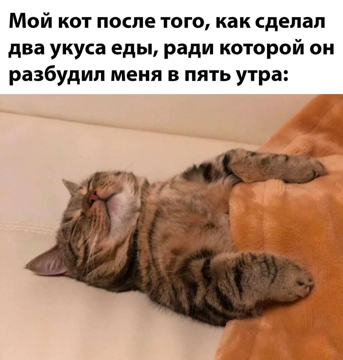 хорошо быть котом картинки