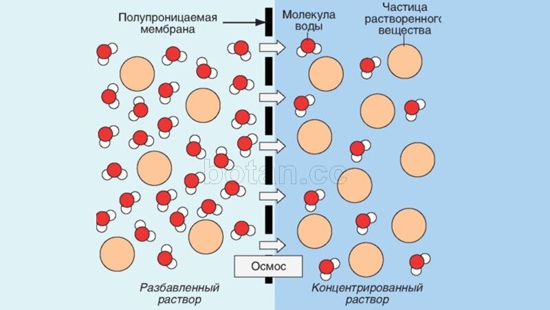 Полупроницаемая мембрана схема. Осмос и осмотическое давление. Пути поступления веществ в клетку. Осмотическое давление схема. Клетка растворителя.