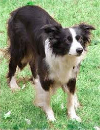 Рабочий бордер