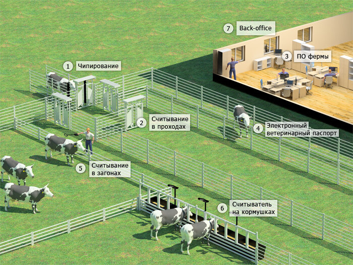Система управления фермой. Автоматизация животноводства. Автоматизация сельского хозяйства. Автоматизация животноводческих ферм. RFID животноводство.