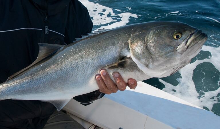 Как выглядит рыба луфарь Луфарь (Pomatomus saltatrix) или bluefish GameFishing - Трофейная рыбалка Дзен