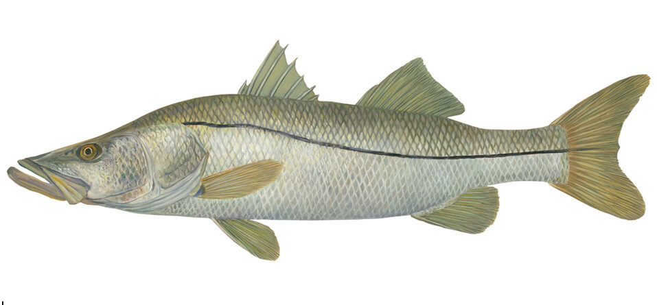 Centropomus undecimalis