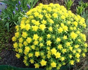 Многолетних растений, которые практически не требуют ухода, достаточно много. Чтобы вид дачи вдохновлял и впечатлял окружающих, нужно подумать, как эффективно облагородить территорию. Добиться этого удается при помощи следующих способов: