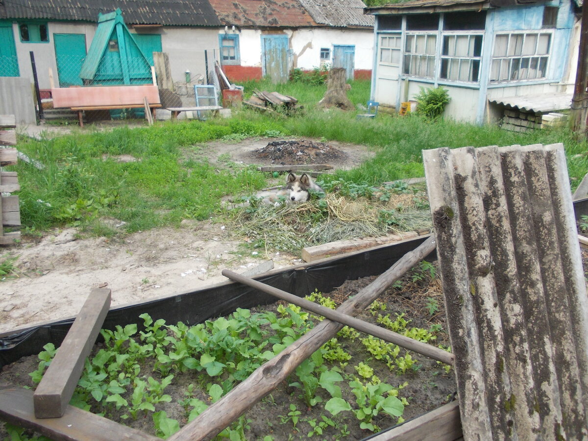 Развалился как фон-барон наш четвероногий хозяин участка, все его владения, озирает всё вокруг