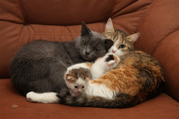 Кошка брата мам. Семья котов. Котята с мамой и папой. Счастливая Кошачья семья. Мама кошка.