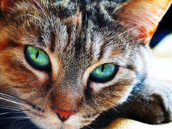 Редкие глаза кошек | Deep. Всё о красоте | Дзен