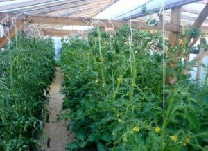 Каждый садовод-огородник знает, что процент урожайности любого овоща или фрукта во многом зависит от сорта растения и условий, в которых оно выращивается. Поэтому увеличить урожайность помидоров можно, правильно подобрав их сорт. Среди множества различных сортов помидоров есть так называемые гибриды. В дословном переводе с латинского языка данное понятие означает «помесь», то есть результат многочисленных скрещиваний генетически различающихся сортов и форм этого растения. Они отличаются от обычного сорта помидоров: