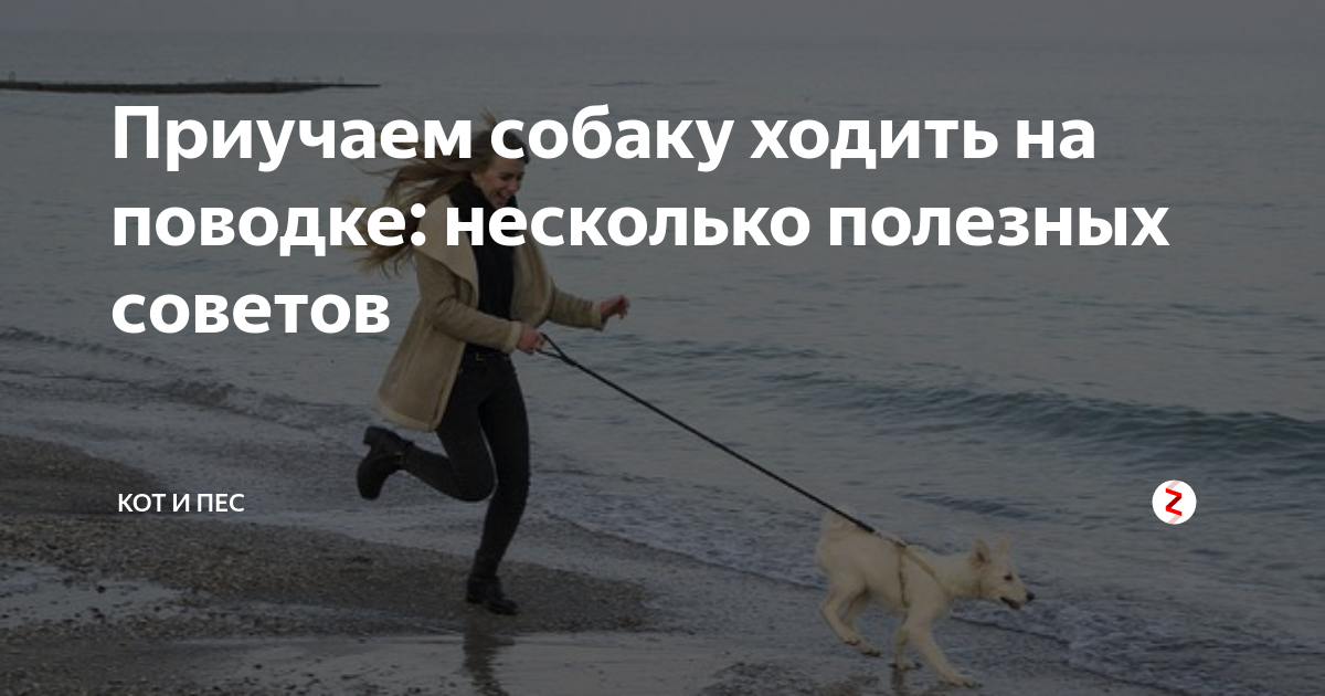 Собака не ходит рядом. Собака тянет поводок. Учим собаку ходить на поводке. Как научить собаку не тянуть поводок на прогулке. Учим собаку ходить рядом