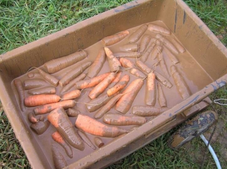 Как правильно хранить морковь в погребе зимой Температура и сроки годности условия хранения и причины гниения