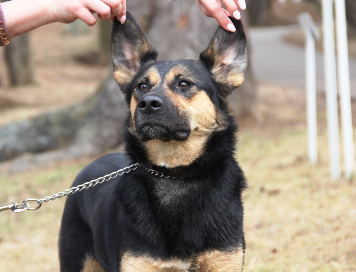 Мальта из Банды Дворян