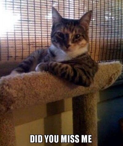 Did you miss me? - Скучали по мне? 