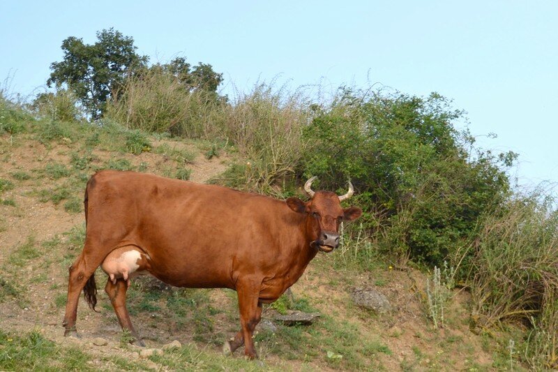 Вот такая красотка встретила нас на склоне холма. 

