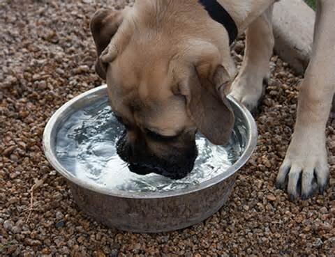 Сколько собака должна пить воды в сутки?