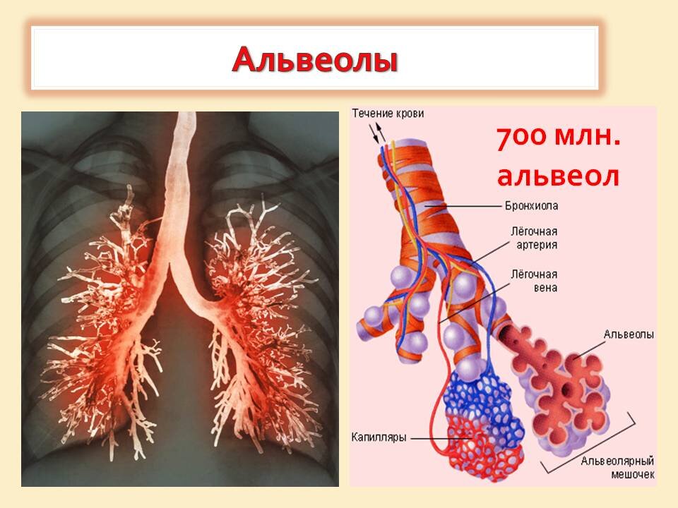 Альвеолярные пузырьки у млекопитающих находятся в. Бронхи строение альвеолы. Строение бронхов и альвеол. Строение легких альвеолы бронхи. Строение легочной альвеолы.