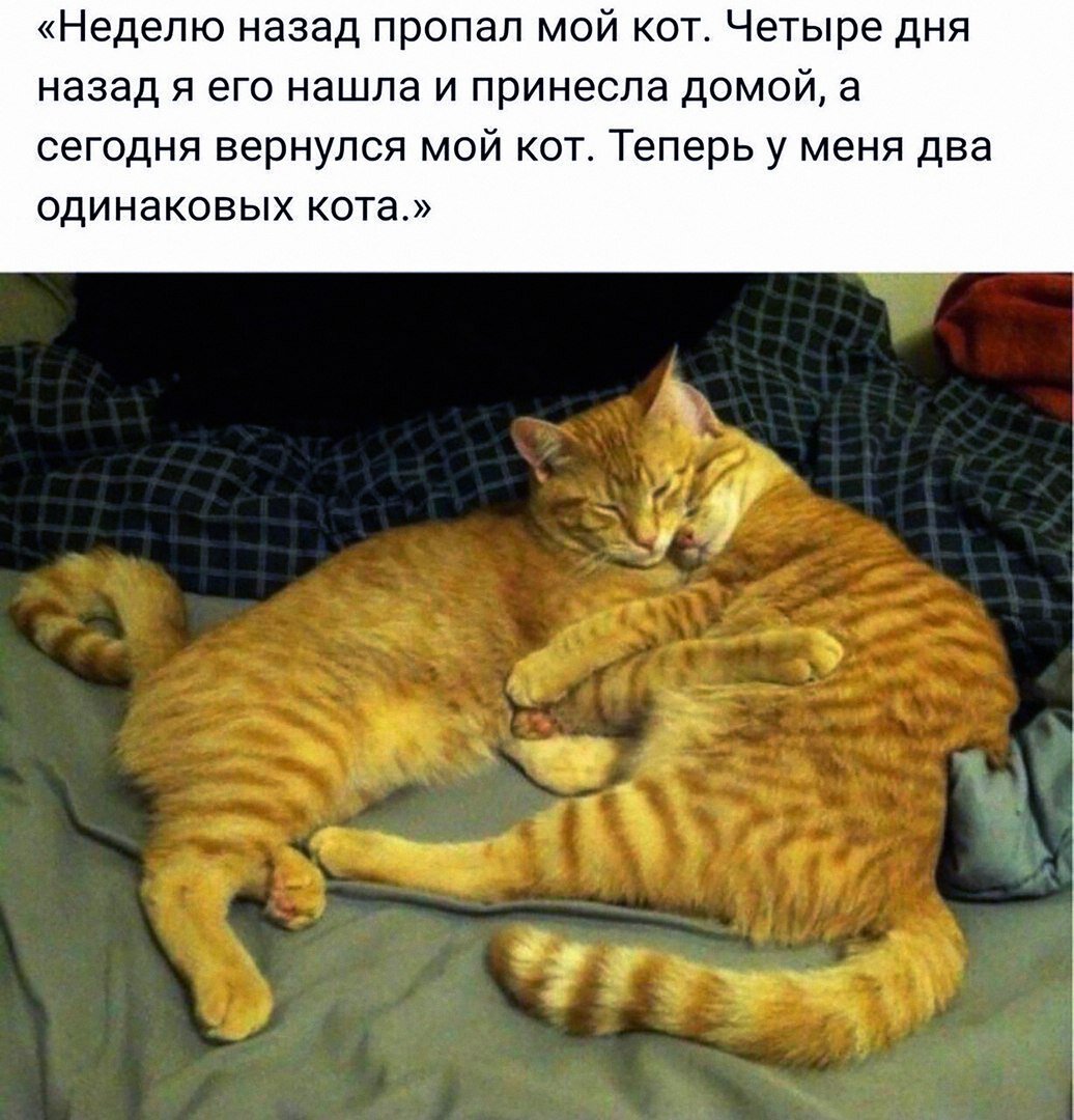 Смешные картинки с надписями мемы. Цитаты есенина. И теперь у него есть. Еврейская мама прикол. Шутки про котиков.