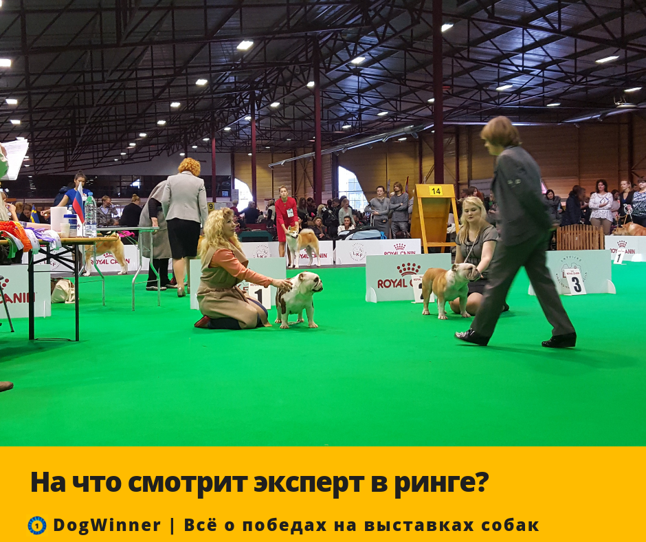 Фото: sobaki pro/pages/Okno.php?&gal=67&start=97 