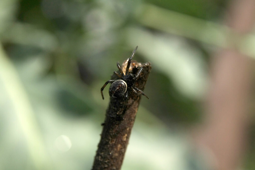 Стеатода Пайкулля или ложный каракурт (Steatoda paykulliana). Фото: Андрей Помидорров. Снято в Краснодаре