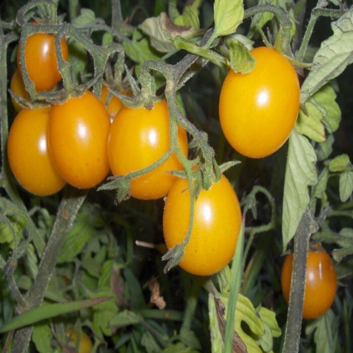 Желтые помидоры черри: лучшие сорта и гибриды в вашу копилочку
