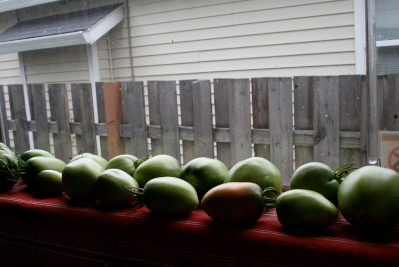 Томаты сохнут после обработки и скоро пойдут на хранение в ящики.