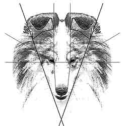 Голова правильных пропорций. При взгляде сверху напоминает умеренно длинный (но не узкий) притупленный клин. Морда округлая.