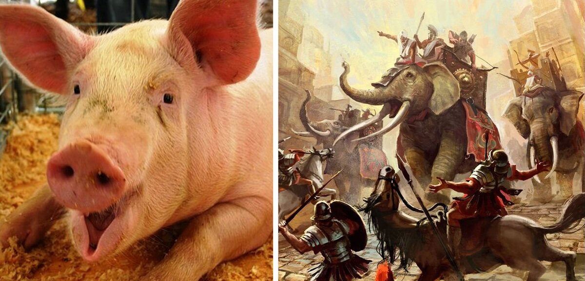 Слон и свинья. Боевая свинья. Свинья в древности. Боевые свиньи античность. Боевые слоны.