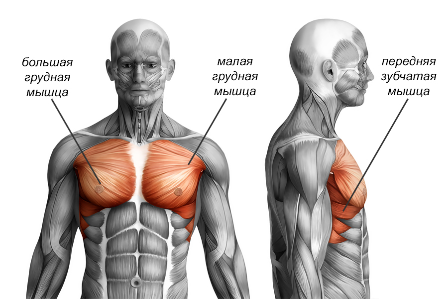 Как накачать грудные мышцы штангой и отжиманиями в домашних условиях?