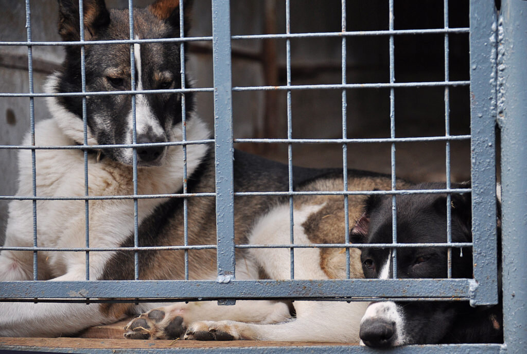 шереметьевский приют. собаки из шереметьевского приюта. химки шереметьевский приют. эмблемы для собачьего приюта. химки шереметьевский приют.