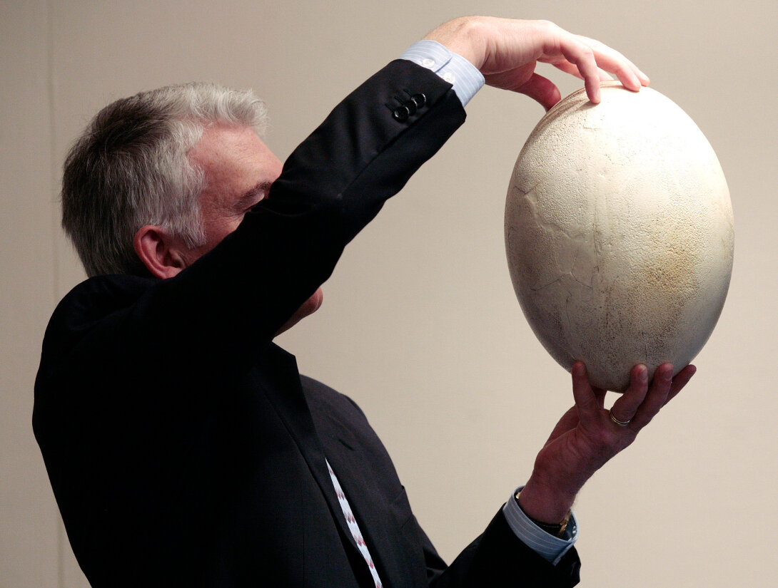 Яйцо птицы слона в 2 раза больше человеческой головы