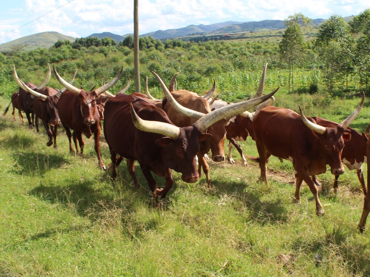 Ватусси в Уганде