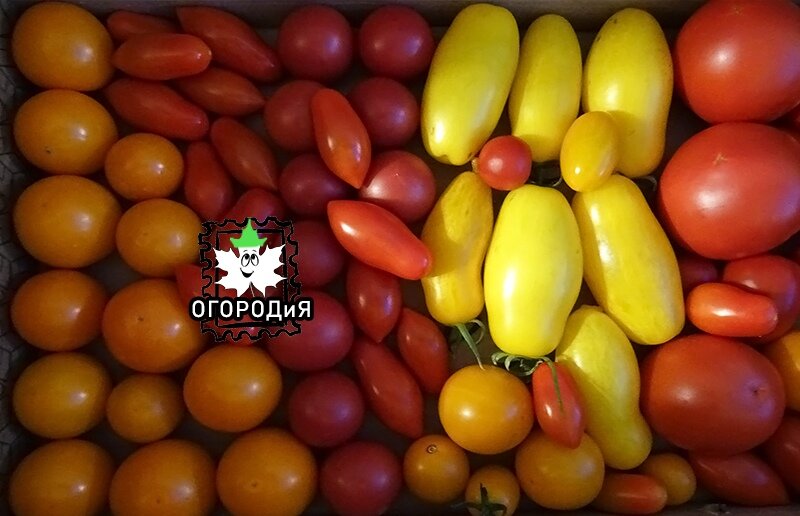 Мой урожайчик томатов в конце июля:)